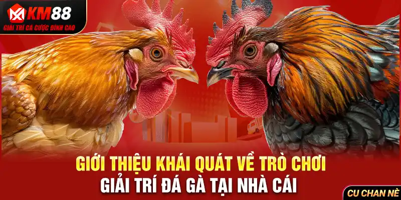 giới thiệu khái quát về trò chơi giải trí đá gà tại nhà cái 