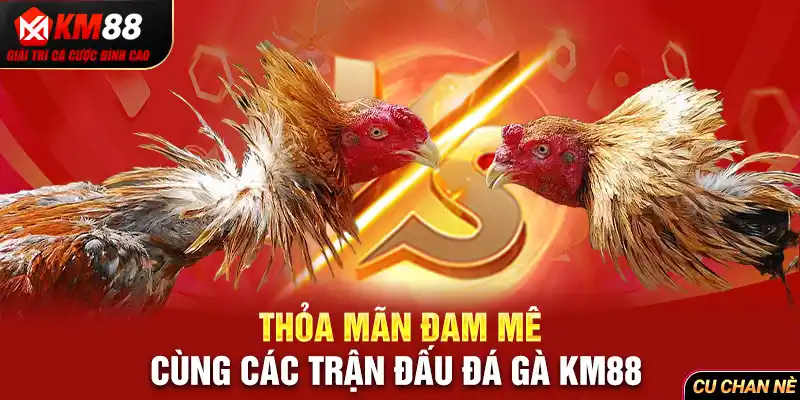 Thỏa mãn đam mê cùng các trận đấu đá gà KM88 